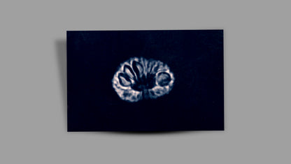 17 MUKHI RUDRAKSHA (19.80 mm)
