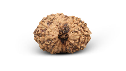 17 MUKHI RUDRAKSHA (19.80 mm)