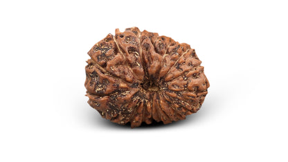 17 MUKHI RUDRAKSHA (20.60 mm)