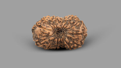 17 MUKHI RUDRAKSHA (21.56 mm)