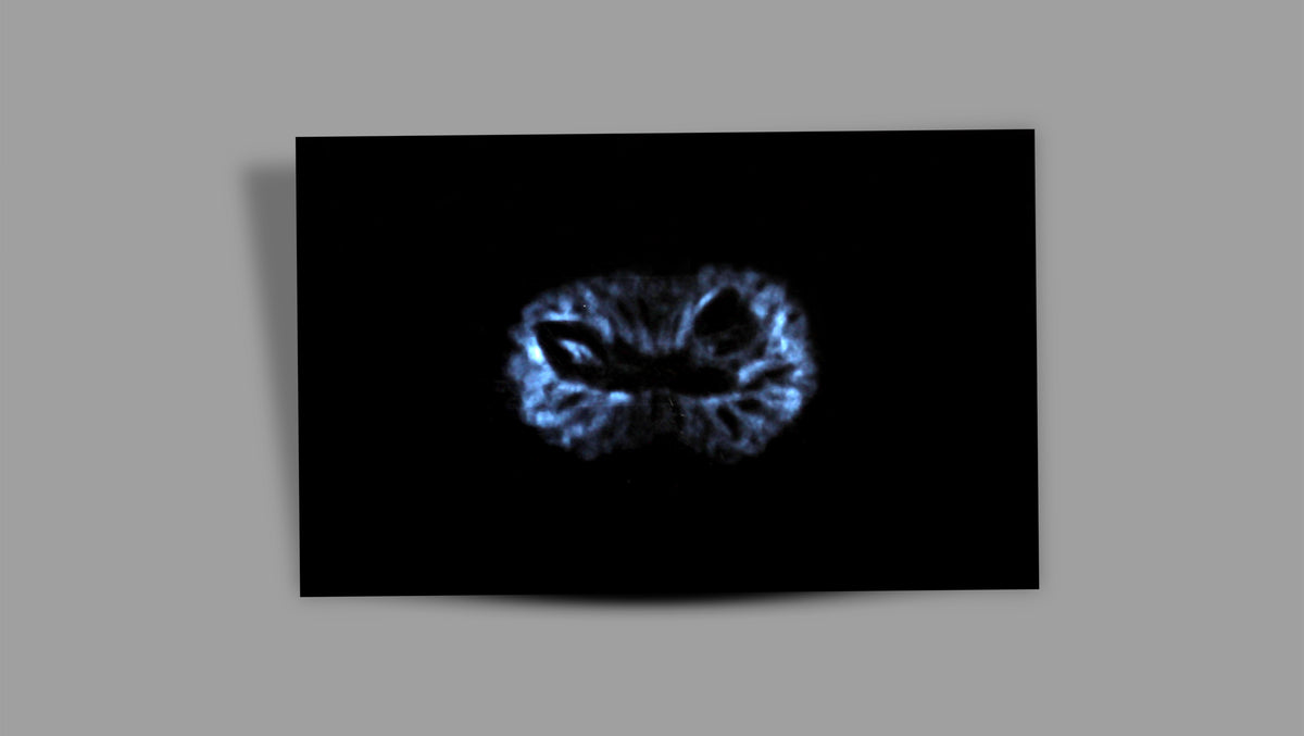 17 MUKHI RUDRAKSHA (21.56 mm)