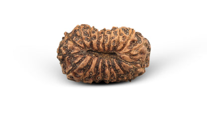 17 MUKHI RUDRAKSHA (21.56 mm)