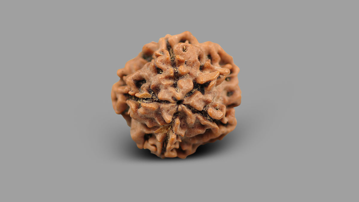 1 MUKHI RUDRAKSHA (20.48 mm)