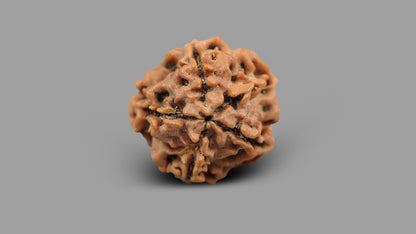 1 MUKHI RUDRAKSHA (20.48 mm)