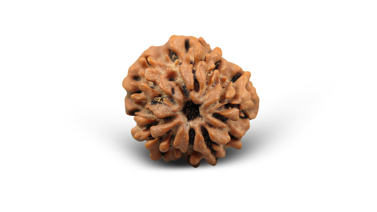 1 MUKHI RUDRAKSHA (20.48 mm)