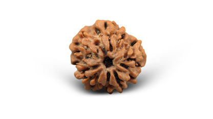 1 MUKHI RUDRAKSHA (20.48 mm)