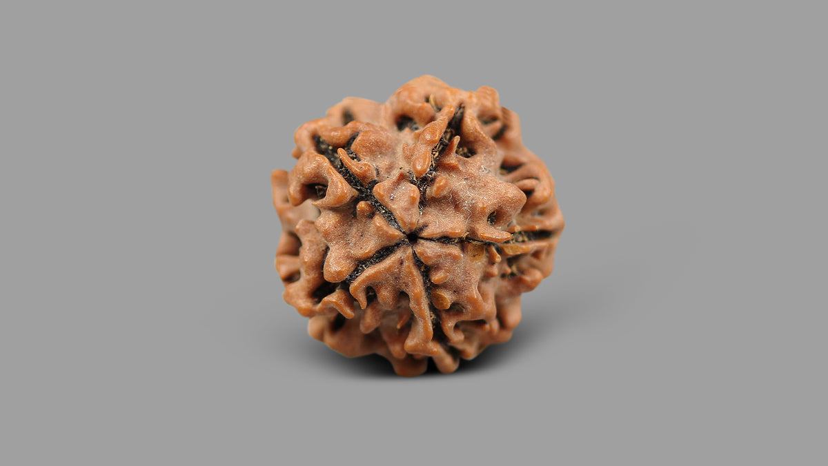 1 MUKHI RUDRAKSHA (20.48 mm)