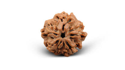 1 MUKHI RUDRAKSHA (20.48 mm)