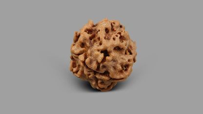 1 MUKHI RUDRAKSHA (19.05 mm)
