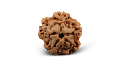 1 MUKHI RUDRAKSHA (19.05 mm)