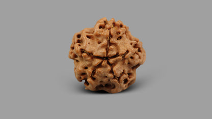 1 MUKHI RUDRAKSHA (19.01 mm)