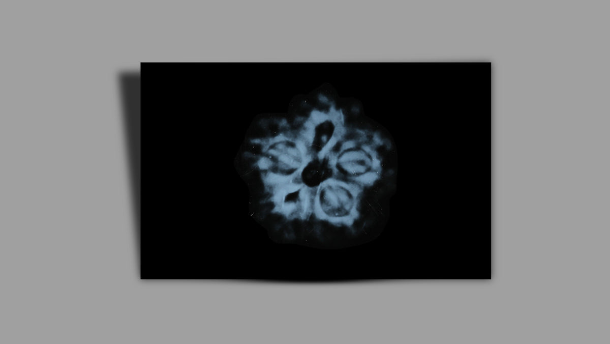 1 MUKHI RUDRAKSHA (19.01 mm)