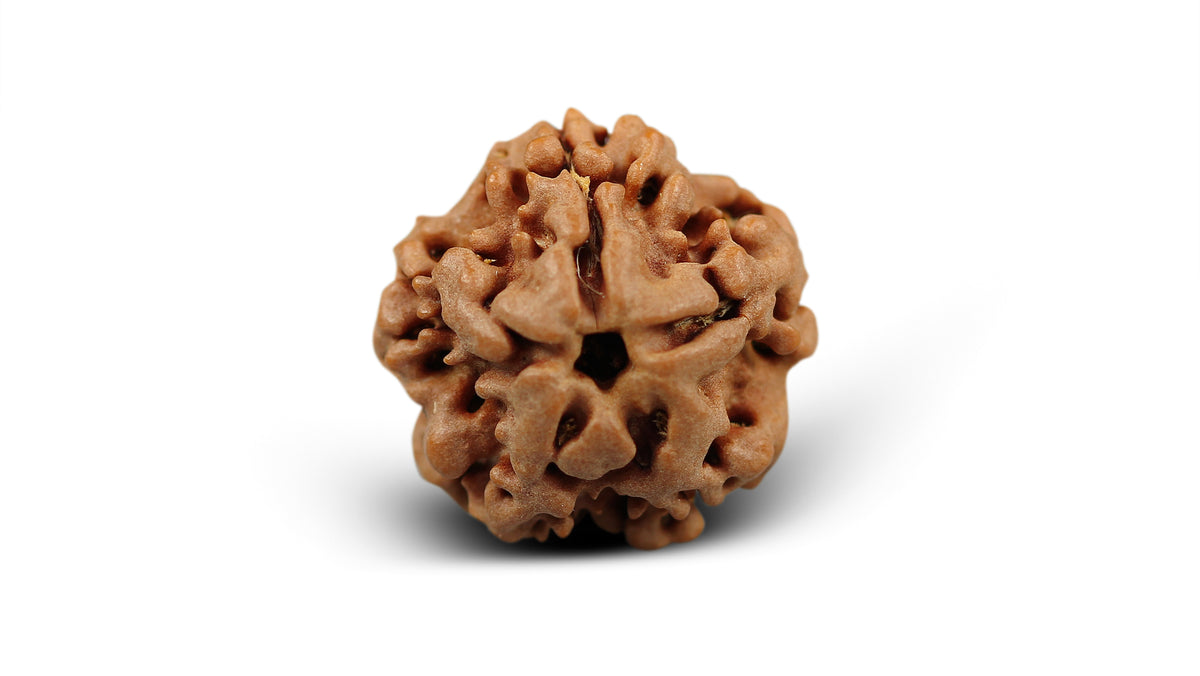 1 MUKHI RUDRAKSHA (19.01 mm)