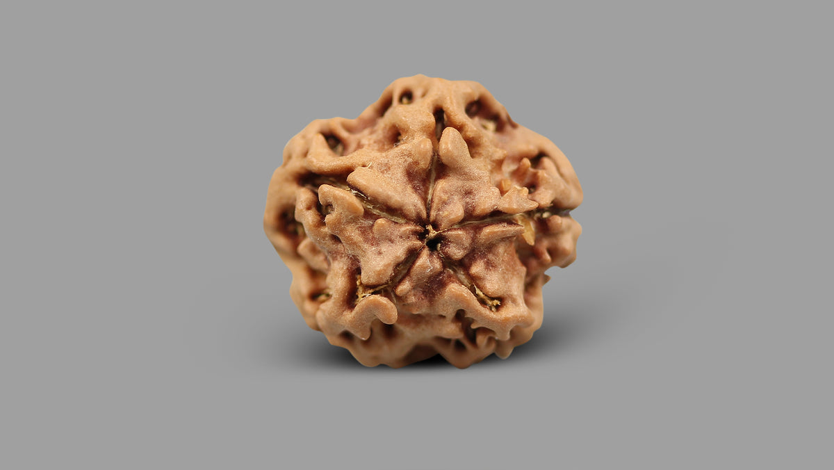 1 MUKHI RUDRAKSHA (18.51 mm)