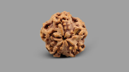 1 MUKHI RUDRAKSHA (19.51 mm)