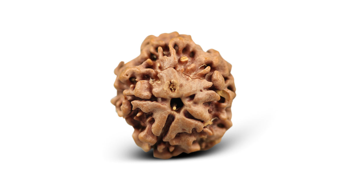 1 MUKHI RUDRAKSHA (19.51 mm)