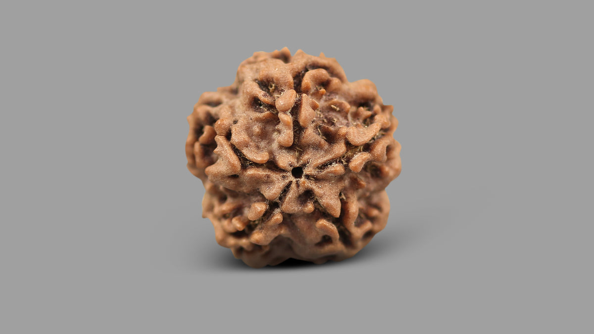 1 MUKHI RUDRAKSHA (20.63 mm)