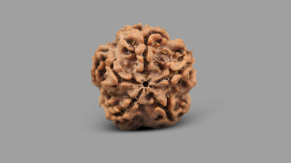 1 MUKHI RUDRAKSHA (20.63 mm)