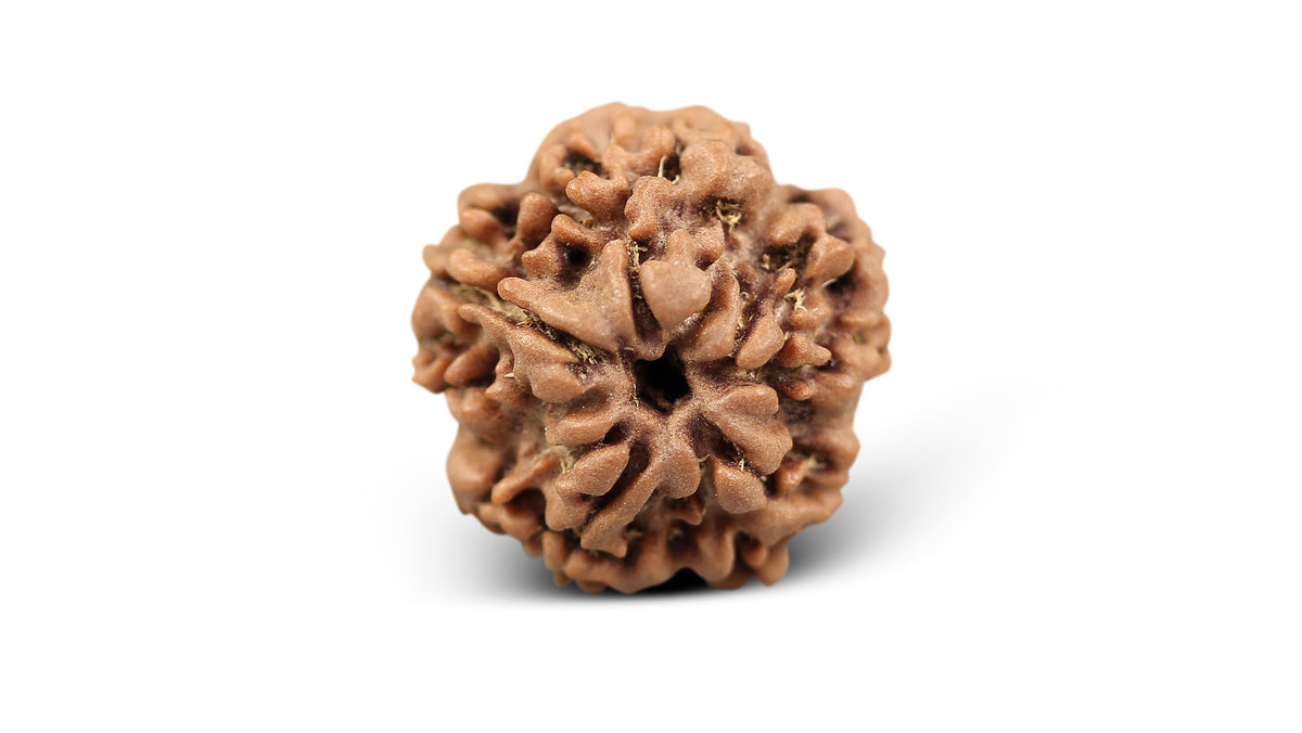1 MUKHI RUDRAKSHA (20.63 mm)