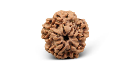 1 MUKHI RUDRAKSHA (20.63 mm)