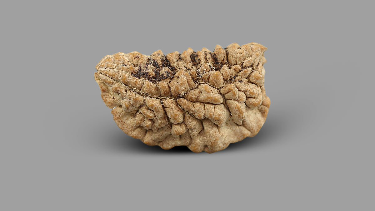 1 MUKHI RUDRAKSHA (23.56 mm)