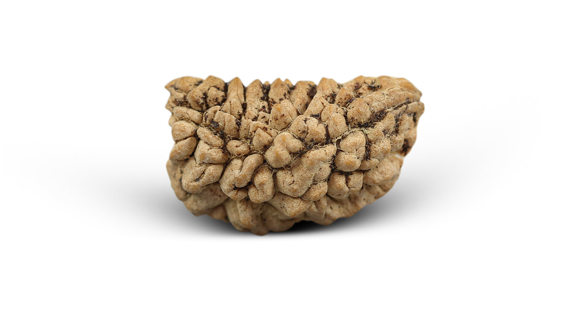 1 MUKHI RUDRAKSHA (23.56 mm)