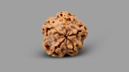 1 MUKHI RUDRAKSHA (16.88 mm)