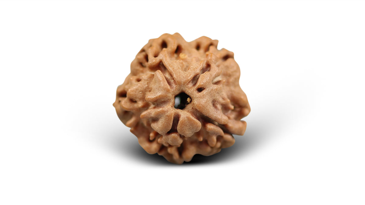 1 MUKHI RUDRAKSHA (16.88 mm)