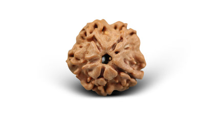 1 MUKHI RUDRAKSHA (16.88 mm)