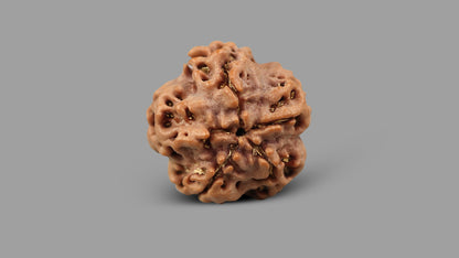 1 MUKHI RUDRAKSHA (19.88 mm)