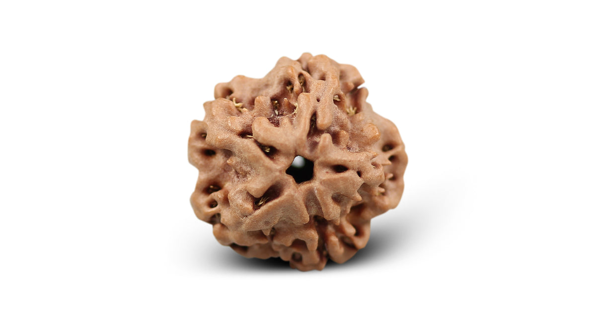 1 MUKHI RUDRAKSHA (19.88 mm)