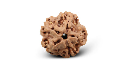 1 MUKHI RUDRAKSHA (19.88 mm)