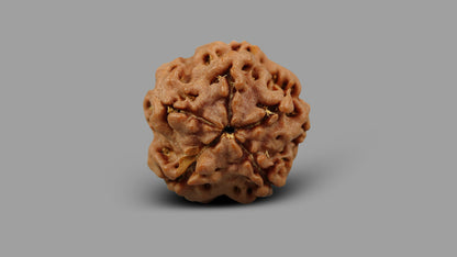 1 MUKHI RUDRAKSHA (16.38 mm)