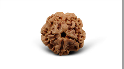 1 MUKHI RUDRAKSHA (16.38 mm)