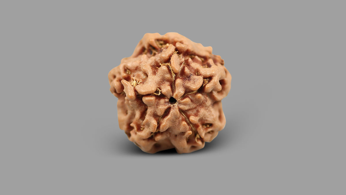 1 MUKHI RUDRAKSHA (17.79 mm)