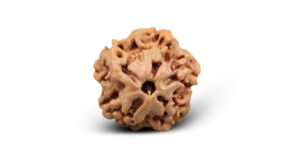 1 MUKHI RUDRAKSHA (17.79 mm)