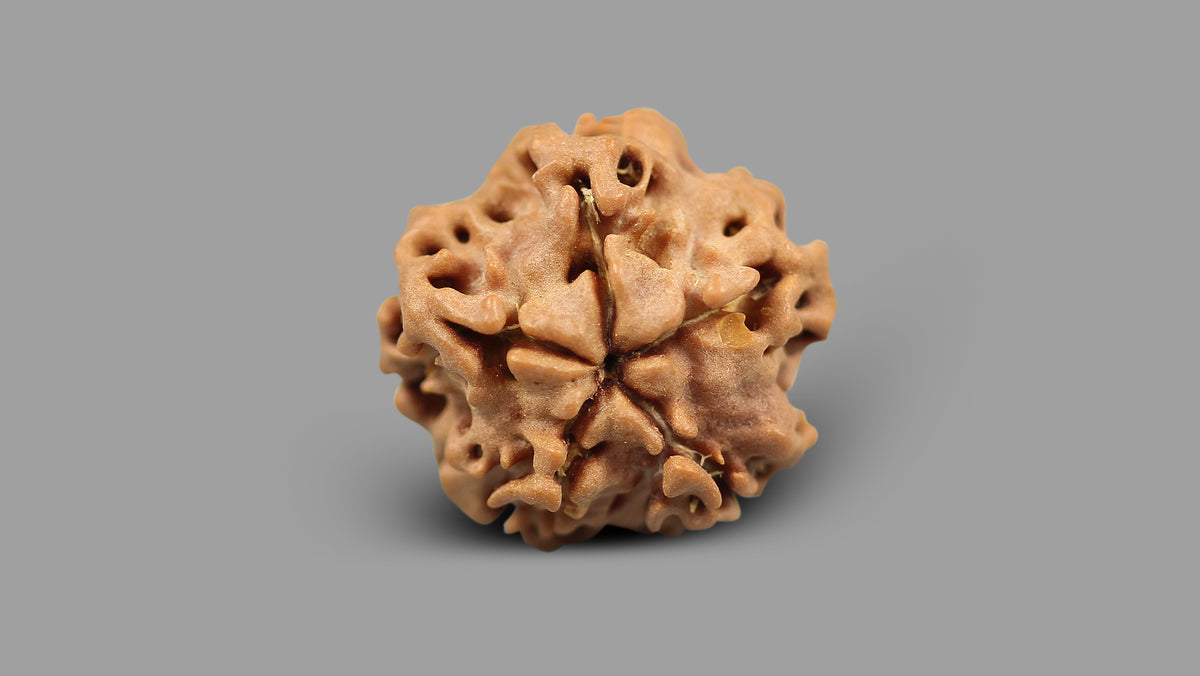 1 MUKHI RUDRAKSHA (18.42 mm)