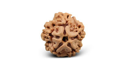 1 MUKHI RUDRAKSHA (18.42 mm)