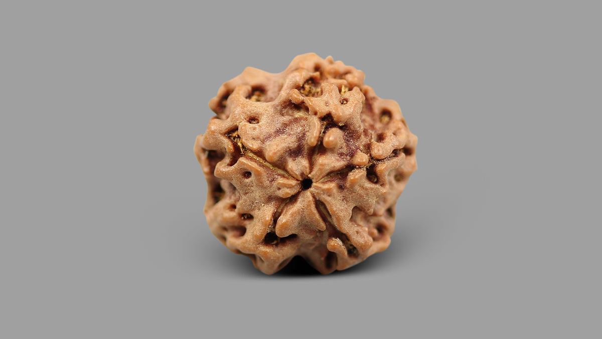 1 MUKHI RUDRAKSHA (16.57 mm)