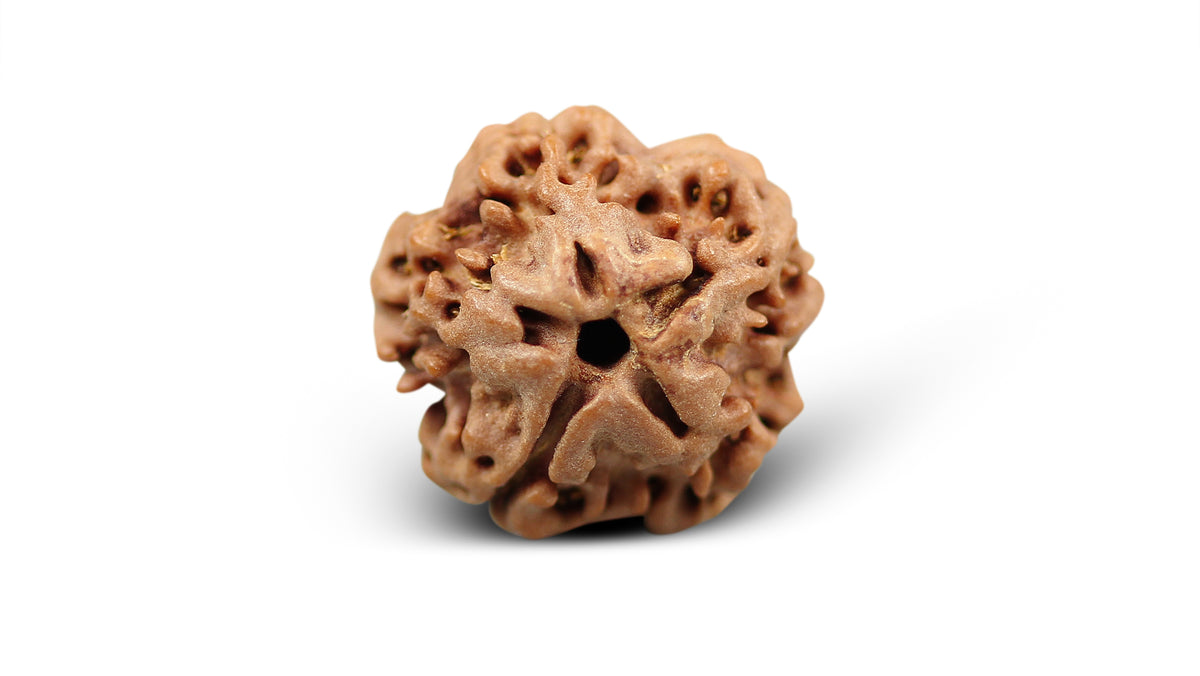 1 MUKHI RUDRAKSHA (16.57 mm)