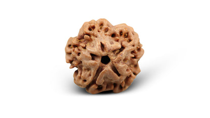 1 MUKHI RUDRAKSHA (16.57 mm)