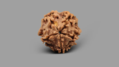 1 MUKHI RUDRAKSHA (19.15 mm)
