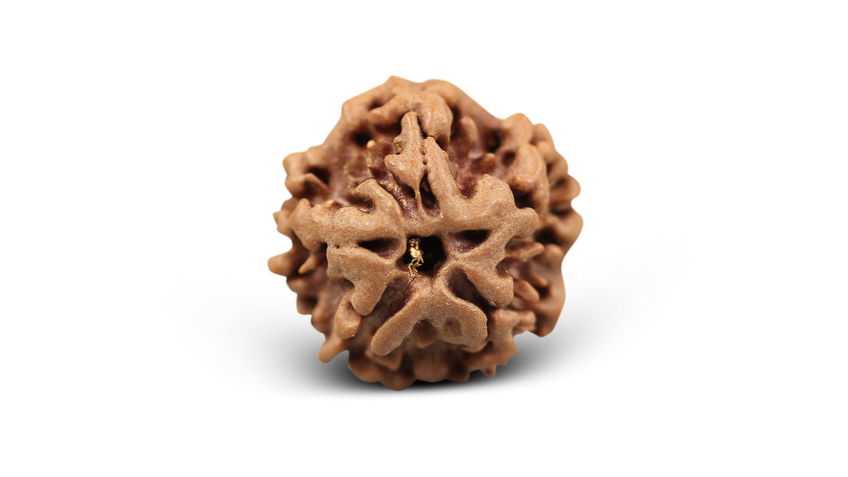 1 MUKHI RUDRAKSHA (19.15 mm)