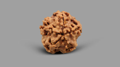1 MUKHI RUDRAKSHA (19.25 mm)