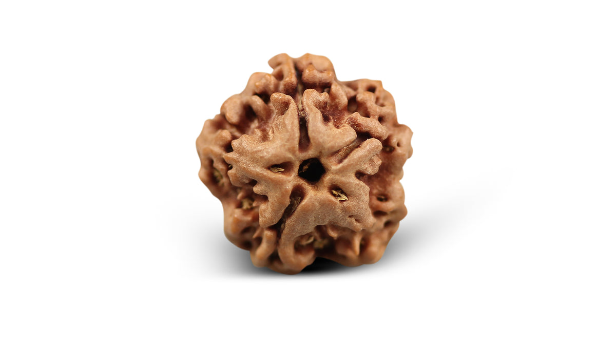 1 MUKHI RUDRAKSHA (19.25 mm)