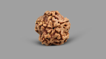 1 MUKHI RUDRAKSHA (19.65 mm)