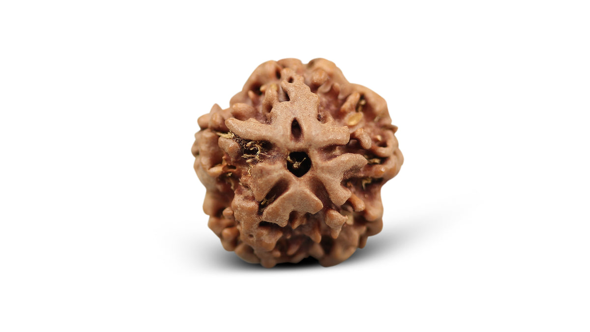 1 MUKHI RUDRAKSHA (19.65 mm)