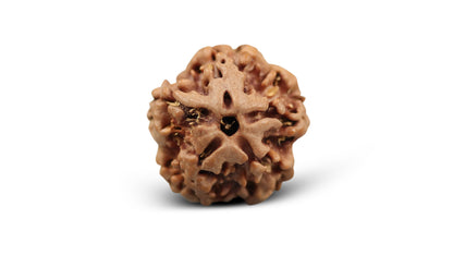 1 MUKHI RUDRAKSHA (19.65 mm)