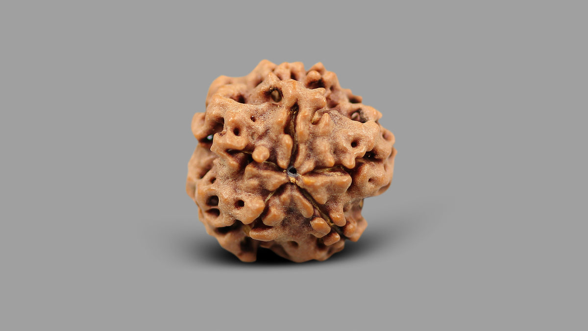 1 MUKHI RUDRAKSHA (18.60 mm)
