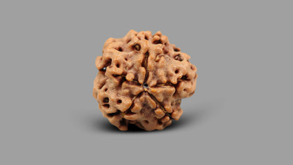 1 MUKHI RUDRAKSHA (18.60 mm)